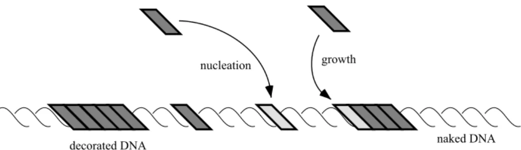 FIGURE 1 A schematic representa- representa-tion of the binding of proteins to a DNA molecule