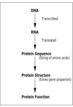 Fig. 1. From DNA to protein function
