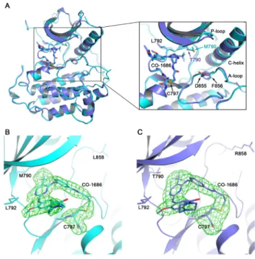 Figure 2: Overall EGFR/CO-1686 complex structure and covalent linkage between the compound and the kinase.
