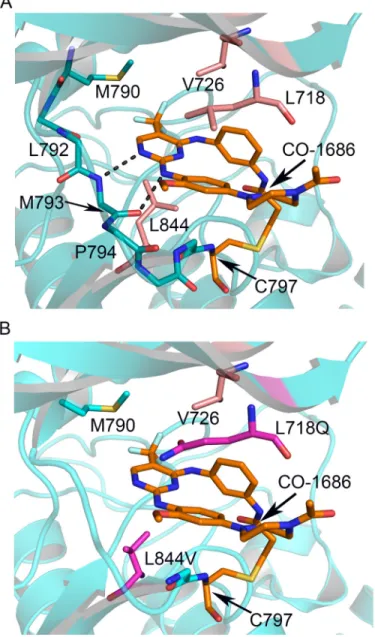 Figure 3: Interactions between CO-1686 and EGFR and the structural basis of drug-resistance conferred by L718Q  and L844V