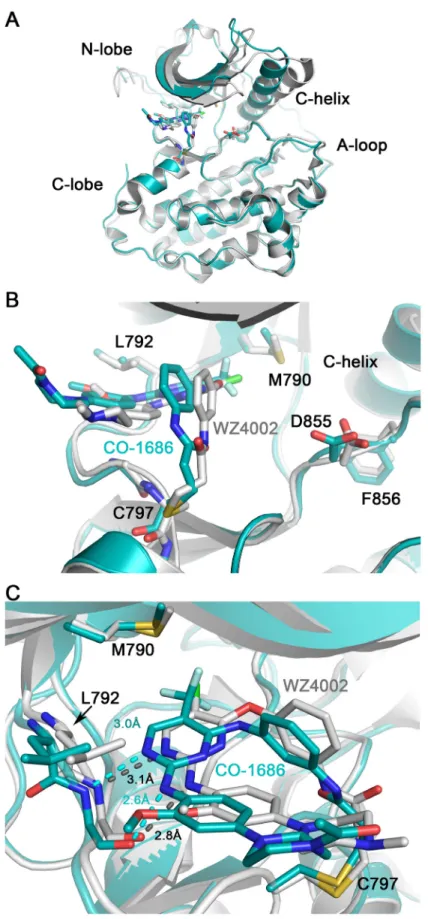Figure 4: Comparison of T790M/CO-1686 and T790M/WZ4002 complex crystal structures.  Superimposition of the T790M/ CO-1686 and T790M/WZ4002 overall structures is shown in panel (A), while the side-view and top-view of the ATP binding pocket are  show in pan