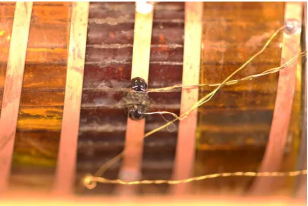 Figure 2.3:The quench heater, xed to the tape with nylon wire.Thermal grease was appliedbetween the tape and the heater