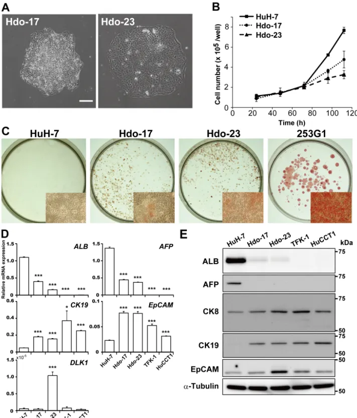 Figure 1: Generation and characterization of Hdo cells.  A. HuH-7 cells were infected with a retrovirus expressing OCT3/4, 
