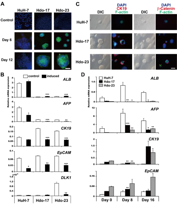 Figure 2: Bidirectional differentiation potential of Hdo cells.  A. HuH-7, Hdo-17, and Hdo-23 cells were cultured in hepatic 