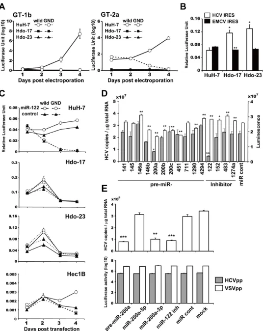 Figure 4: Susceptibility of Hdo cells to HCV RNA replication and involvement of miR-200a in replication