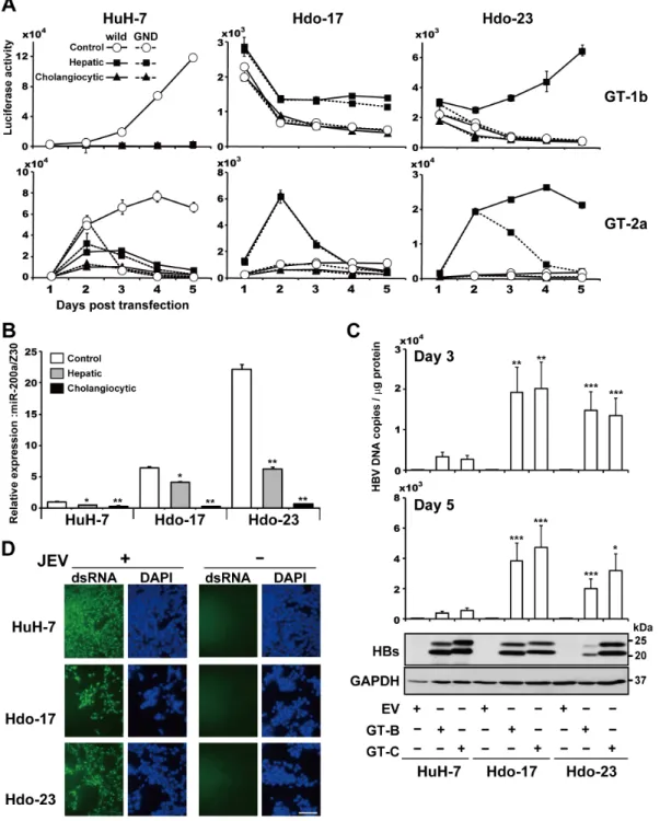 Figure 5: Susceptibility of directed differentiated cells from Hdo cells to HCV, HBV, and JEV replication
