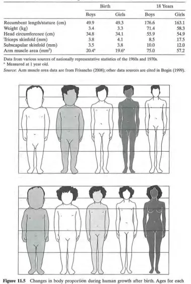 Figure 11.5 Changes in body proportion during slowly to adulthood. The hair style and shading of human growth after birth