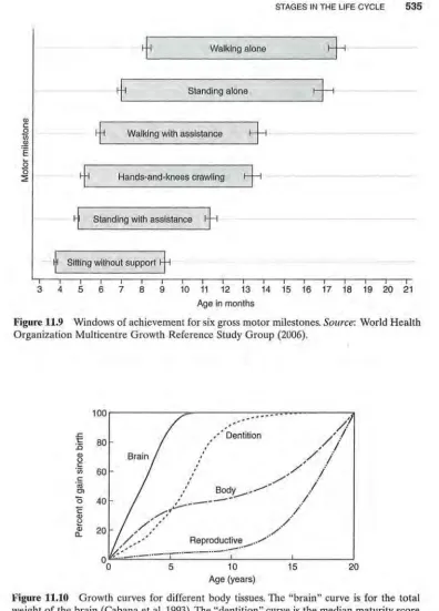 Figure 11.10 Growth curves for different body tissues. The "brain" curve is for the total weight of the brain (Cabana eta!
