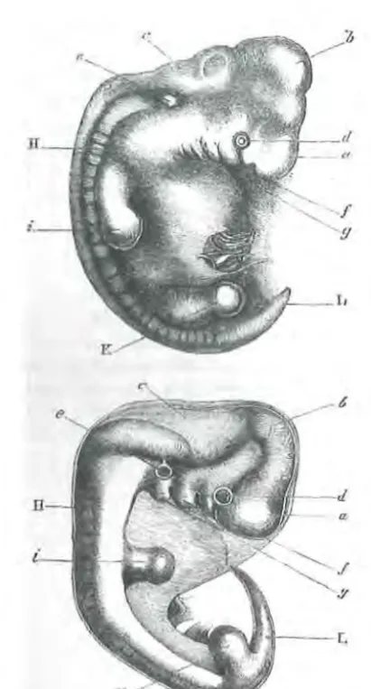 Figure 11.1 Figure 1 from Darwin (1871) corpora quadrigemina., figure that opment., The Descent of Man and Selection in Relation to Sex