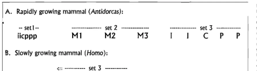 Figure 15.2. Model Rule: of 'Schultz's the adaptation of tooth 