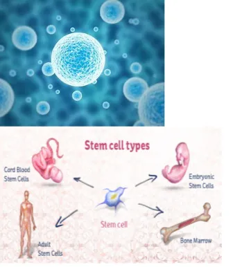 fig 1:Microscopic  view of stem cell                    fig 2: Types of stem cell.