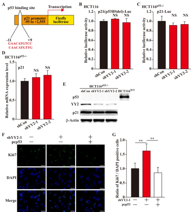 Figure 4: YY2 regulates p21 in a p53-dependent manner.  (A) Schematic diagram of p21-reporter vector lacking p53 binding site  (p21(p53BSdel)-Luc)