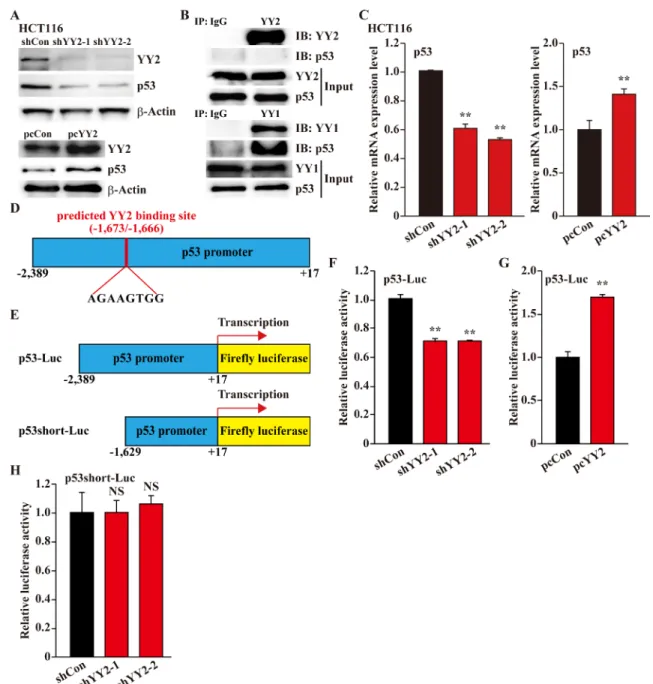 Figure 5: YY2 regulates p53 transcriptional activity.  (A) p53 protein expression level in YY2-silenced (top panels) or YY2- YY2-overexpressed  (bottom  panels)  HCT116  cells  was  examined  by  using  western  blotting