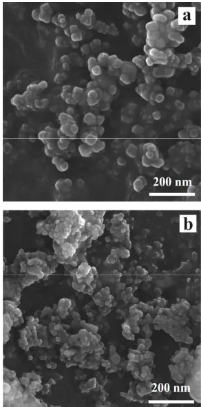Figure 1. SEM images of the undoped hydroxyapatite (a) and Bi-substituted hydroxyapatite (b) calcined samples 