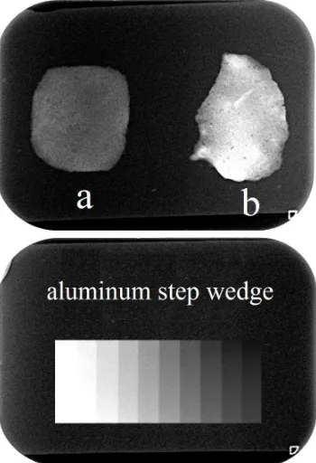Figure 5. Radiograph images showing the radio-opacity of the undoped hydroxyapatite (a) and Bi-doped hydroxyapatite (b) biocement samples and equivalence to that of the aluminum step wedge 