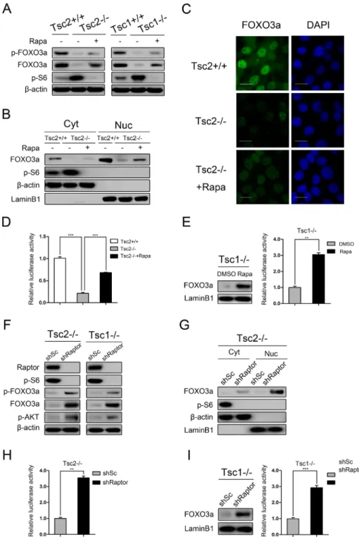 Figure 4: mTORC1 is a negative regulator of FOXO3a.  (A) Total cell lysates from Tsc2+/+, Tsc2−/−, rapamycin-treated (20 nM  24 h) Tsc2−/−, Tsc1+/+, Tsc1−/− and rapamycin-treated (20 nM 24 h) Tsc1−/− MEFs were subjected to immunoblotting with the indicated