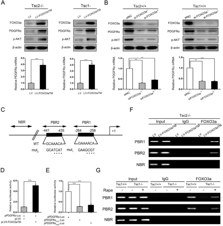 Figure 5: mTORC1 downregulates PDGFRɑ/AKT pathway through inhibition of FOXO3a.  (A) Tsc2−/− or Tsc1−/− MEFs  were infected with lentivirus harboring a vector encoding FOXO3aTM (LV-FOXO3aTM) or the empty vector (LV)