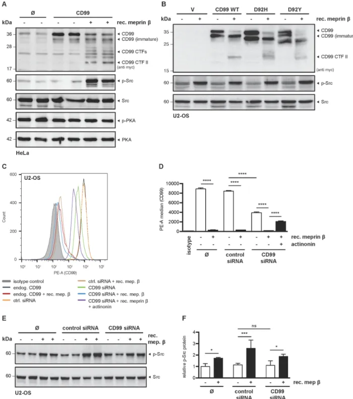 Figure 6: Meprin β induces Src phosphorylation independent of CD99.  (A) HeLa cells were transfected with CD99, incubated  with recombinant meprin β (25 nM) for 1 h, and lysates were analyzed for p-Src and p-PKA by Western blot