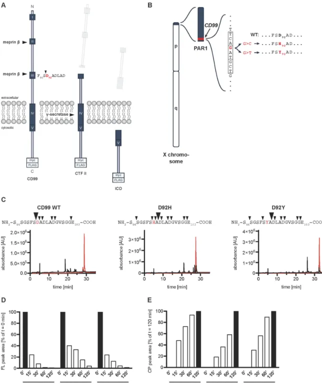 Figure 2: CD99 lung cancer-associated mutations of Asp92 lead to a shift of the meprin β cleavage site