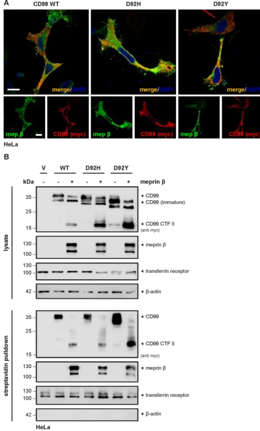 Figure 4: Only full-length mature CD99 variants are present at the cell surface.  (A) HeLa cells transfected with CD99 WT,  D92H or D92Y and meprin β showed co-staining of protease and substrate at the cell surface using confocal fluorescence microscopy