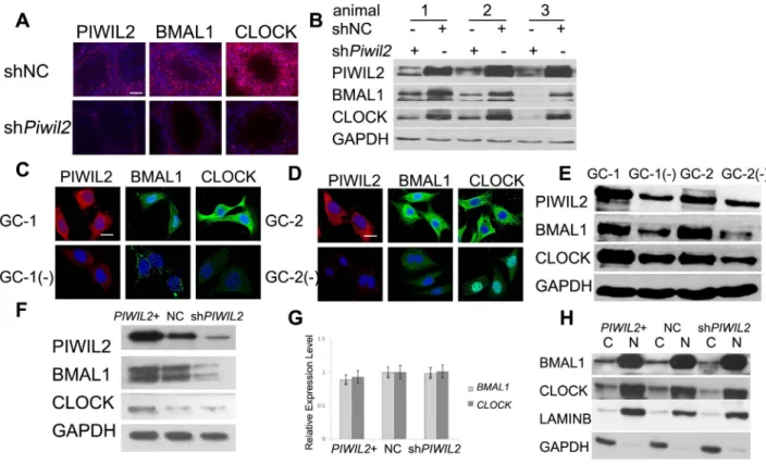 Figure 1: PIWIL2 promotes expression of BMAL1 and CLOCK.  (A) Fluorescent immunohistochemistry (IHC) showed  expression of PIWIL2, BMAL1 and CLOCK in two separated testis samples of the same mouse, respectively injected with Piwil2-specific  shRNA vectors 