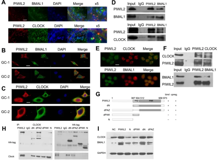 Figure 2: PIWIL2 interacts with BMAL1 and CLOCK.  (A) Fluorescent IHC staining of PIWIL2 overlapped with BMAL1 and  CLOCK in mouse testis