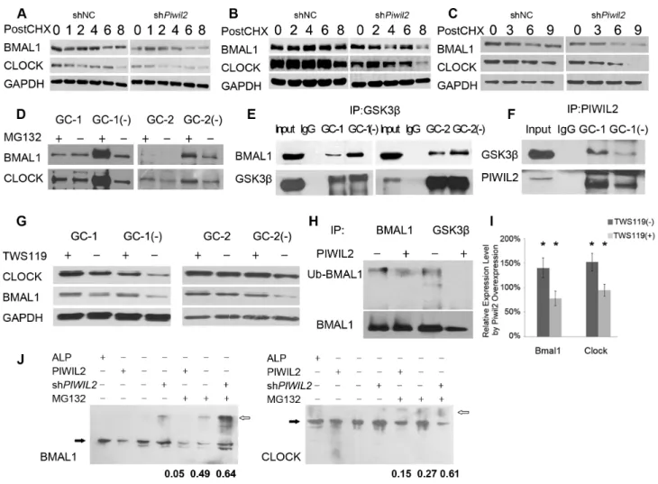 Figure 3: PIWIL2 blocks GSK3β induced ubiquitination and degradation of BMAL1 and CLOCK