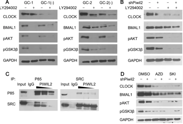 Figure 4: PIWIL2 facilitates SRC binding with PI3K to activate PI3K-AKT pathway.  (A) Knockdown of Piwil2 significantly  decreased the phosphorylation of AKT(S473) and GSK3β(S9) in GC-1 and GC-2 cells