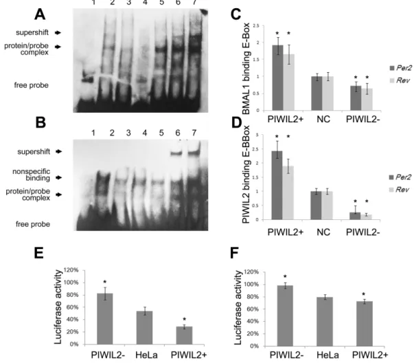 Figure 5: PIWIL2 enhances transcriptional activation activity of E-BOX elements.  (A, B) EMSA experiments showed that  PIWIL2 can direct bind with probes containing sequence of E-Box regions on promoter of Per2 (A) and Rev-Erbα (B)