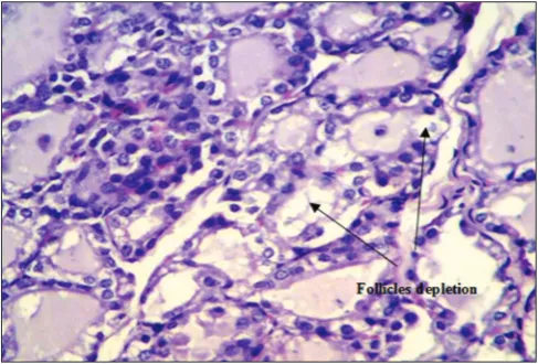 Fig. 4: Effect of rat exposure to different doses of silver 
