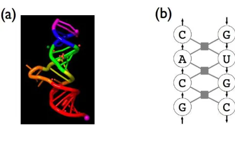 Figure 6: An example of a phylogenetic tree. Branch lengths denote time intervals between events.The interval used for the comparison with non-branching processes is highlighted.