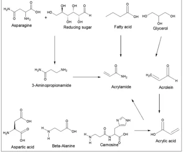 Fig. 1: Acrylamide formation from asparagine [32]