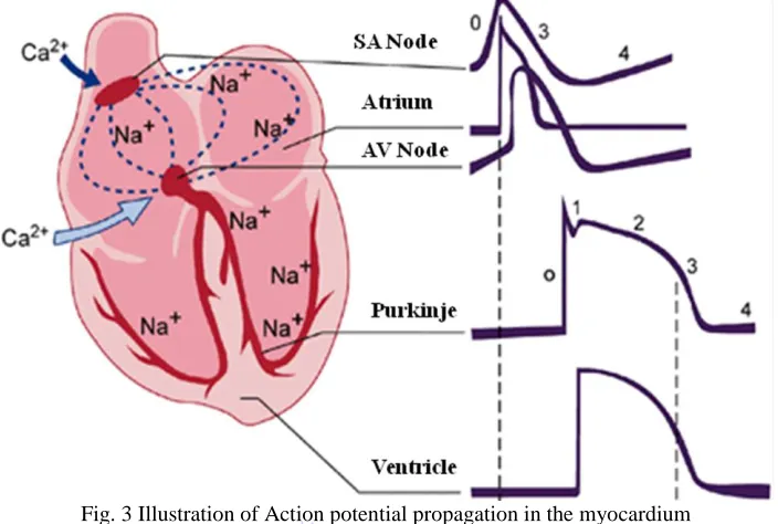 Fig. 3 Illustration of Action potential propagation in the myocardium 