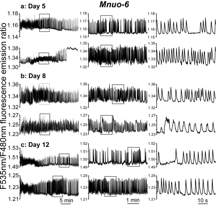 Figure 4: Representative traces of [Ca 2+ ]