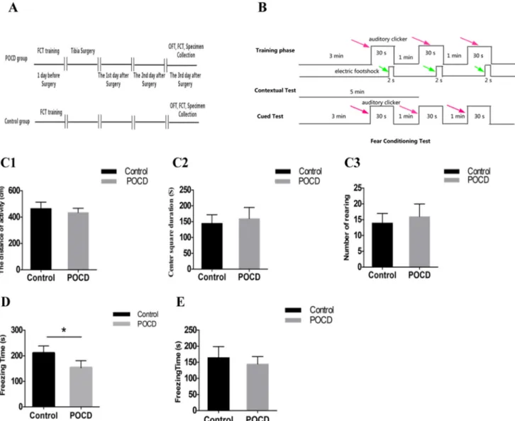 Figure 1: Experimental design, FCT workflow, and behavioral test results.  Two groups of mice were given behavioral training  1 d prior to orthopedic surgery (the control group received no specific treatment)