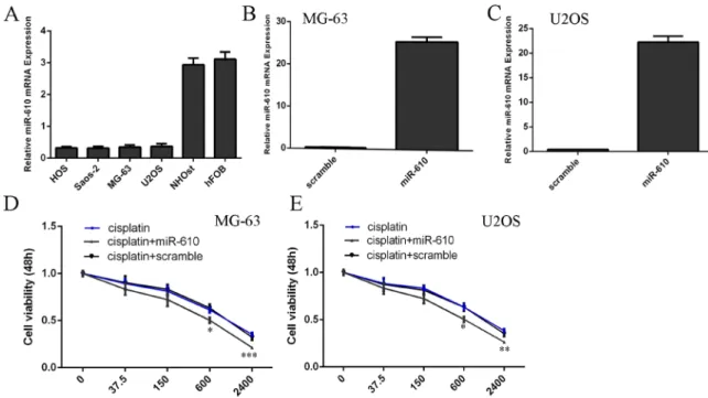 Figure 1: miR-610 increased the sensitivity of osteosarcoma cells to cisplatin.  (A) The expression of miR-610 in the  osteosarcoma cells (HOS, SAOS-2, MG-63 and U2OS) and hFOB cells was determined by qRT-PCR