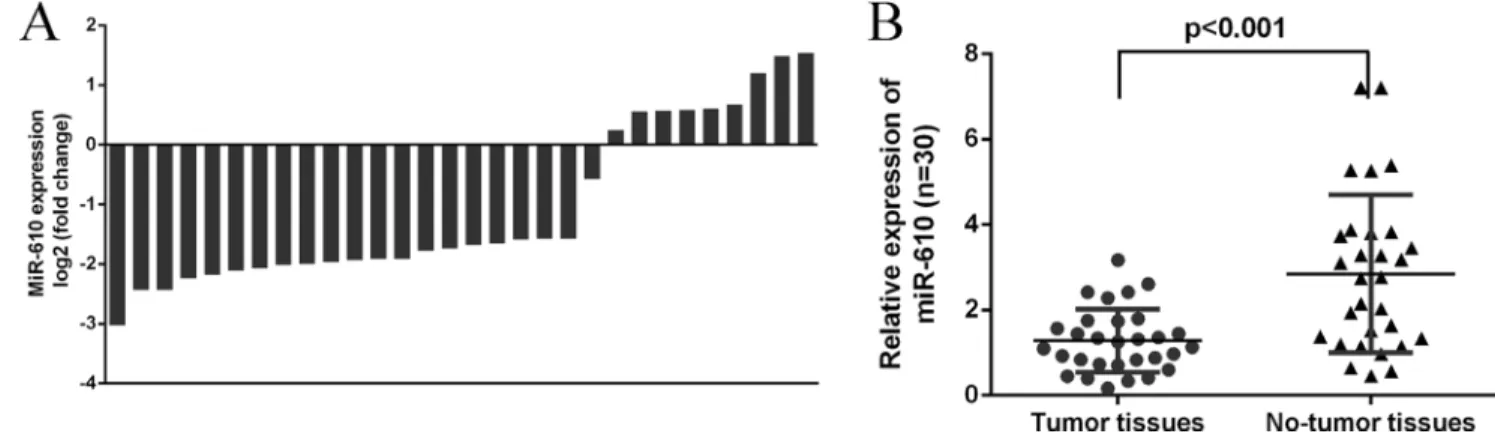Figure 2: The expression of miR-610 was downregulated in osteosarcoma tissues.  (A) The expression of miR-610 in 30  osteosarcoma cases and adjacent non-tumor tissues was shown