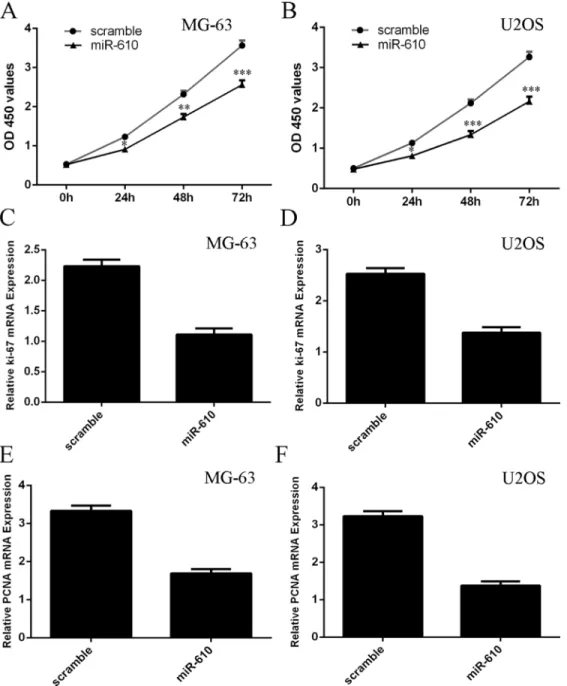 Figure 4: Elevated expression of miR-610 suppressed the osteosarcoma cell proliferation
