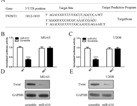 Figure 6: Twist1 was a direct target gene of miR-610.  (A) The putative binding site of miR-610 and Twist1 is shown