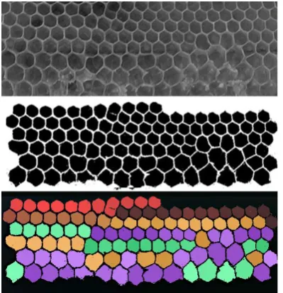 Figure 3: Here we can see a honeycomb containing transition from worker to drone cells