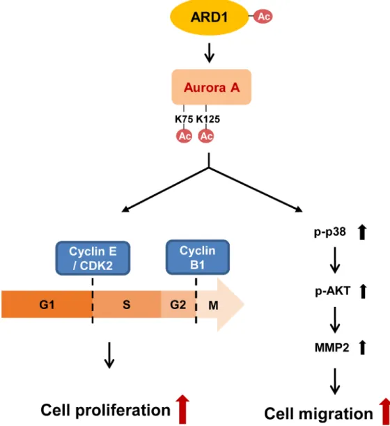 Figure 7: Schematics for regulation of cell proliferation and migration by ARD1-mediated AuA acetylation