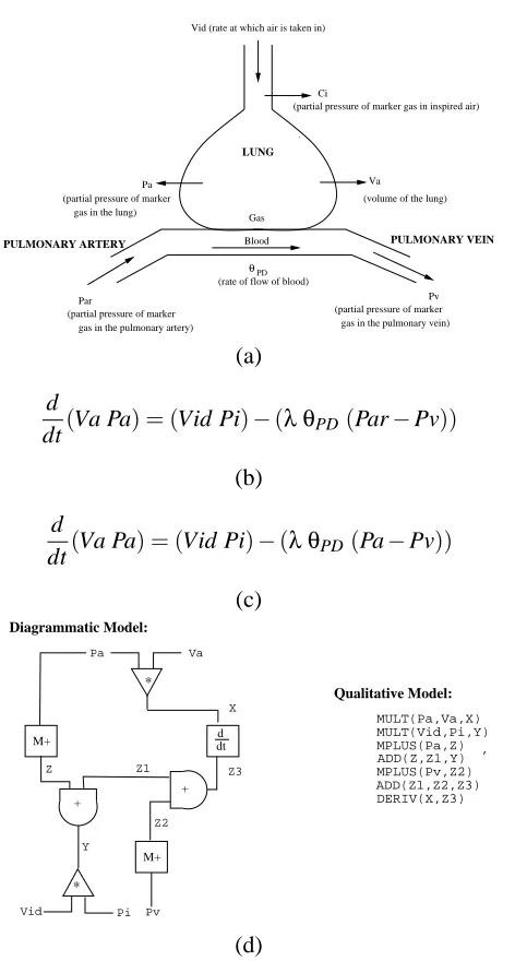 Figure 22: A model for the human lung. In this model, the marker gas is nitrous oxide