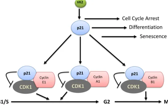 Figure 4: VK2 induced cell cycle regulation in cancer cells.  VK2 regulate the cell cycle arrest, cell differentiation and cellular  senescence through cdk-1 inhibitor, p21
