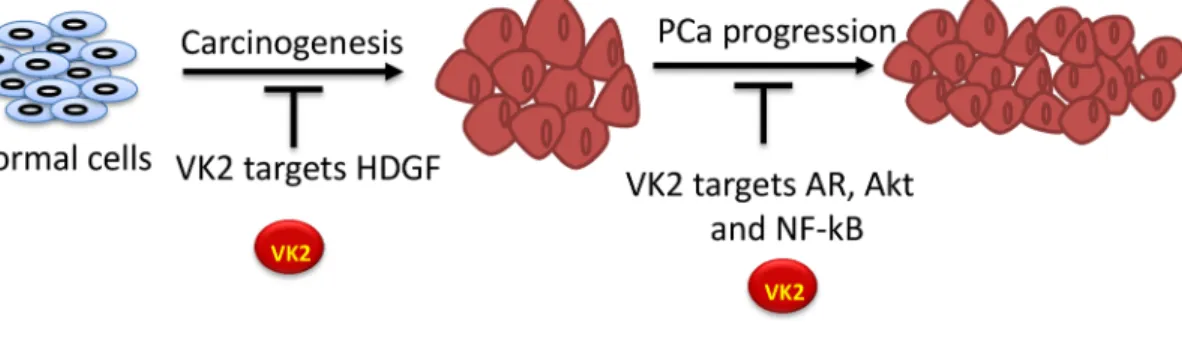 Figure 1: Proposed molecular mechanism of VK2 in prostate cancer.  VK2 targets HDGF protein during the development of  carcinogenesis and targets androgen receptors (AR), Akt and NF-kB during the progression of PCa.