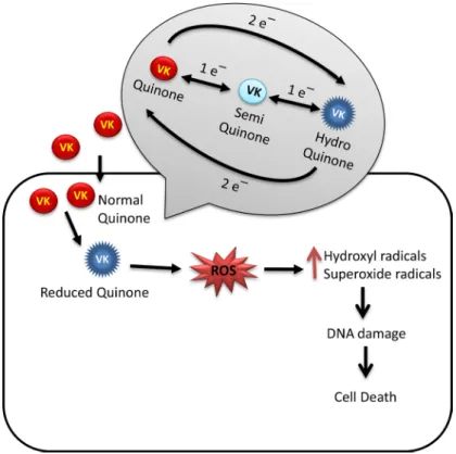 Figure 2: Oxidative stress mediated anticancer mechanism of VK.  VK undergoes redox cycling to form hydroquinone and  generate reactive oxygen species (ROS)