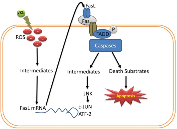 Figure 3: Regulation and expression of FasL during VK3 induced ROS.  VK induced ROS involved in Fas mediated apoptosis,  intermediates of ROS regulate the expression of FasL mRNA, which in turn induces the caspase mediated apoptosis through phosphorylation