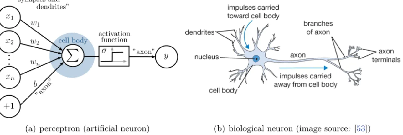 Figure 2.10: Illustration and comparison of a: (a) perceptron (artificial neuron) and (b) biological neuron model