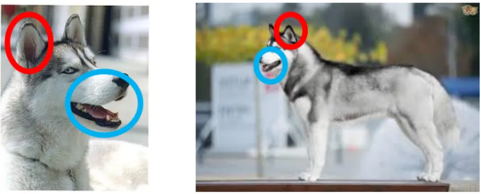 Figure 2.1: The discriminative visual semantics (highlighted with circles) in the raw images are not structured