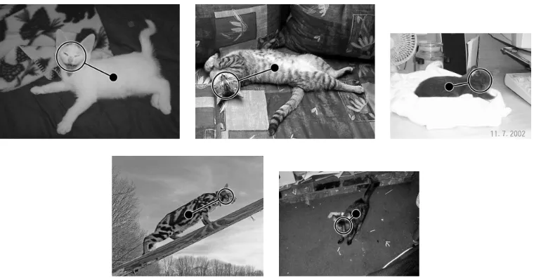 Figure 6: Each target is labeled by hand with a pose (h,r,b) ∈ Z × R+ × Z specifying the headlocation, the head radius and the belly location.