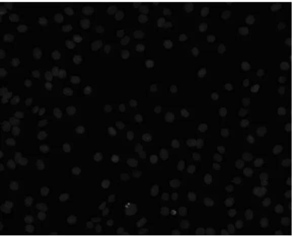 Figure 4.2: DNA channel image for DNA damage MOA when the compound is mit- mit-omycin C and concentration is 0.3 in week 4 [10].